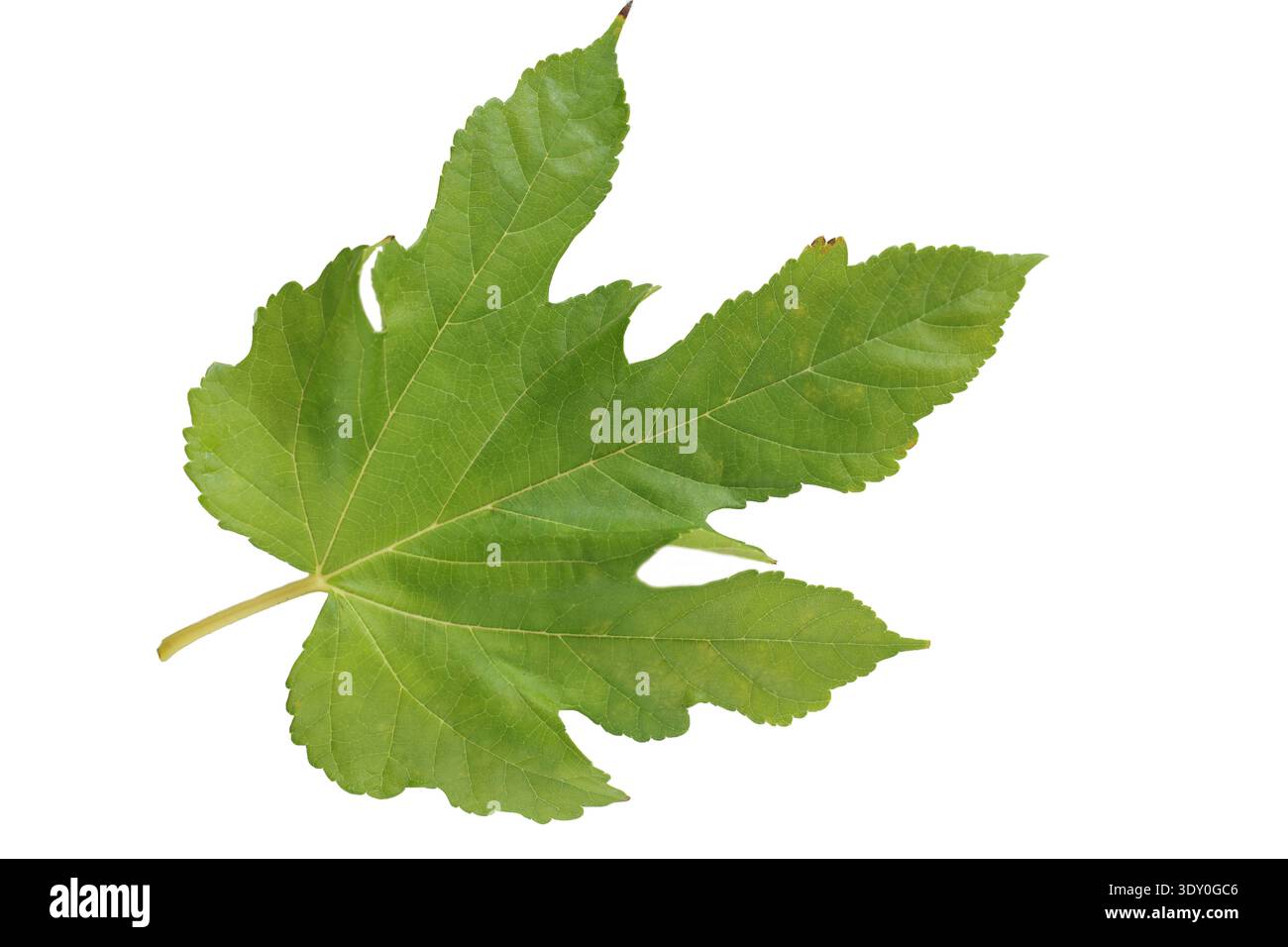 Ein Maulbeerblatt auf weißem Hintergrund Stockfoto