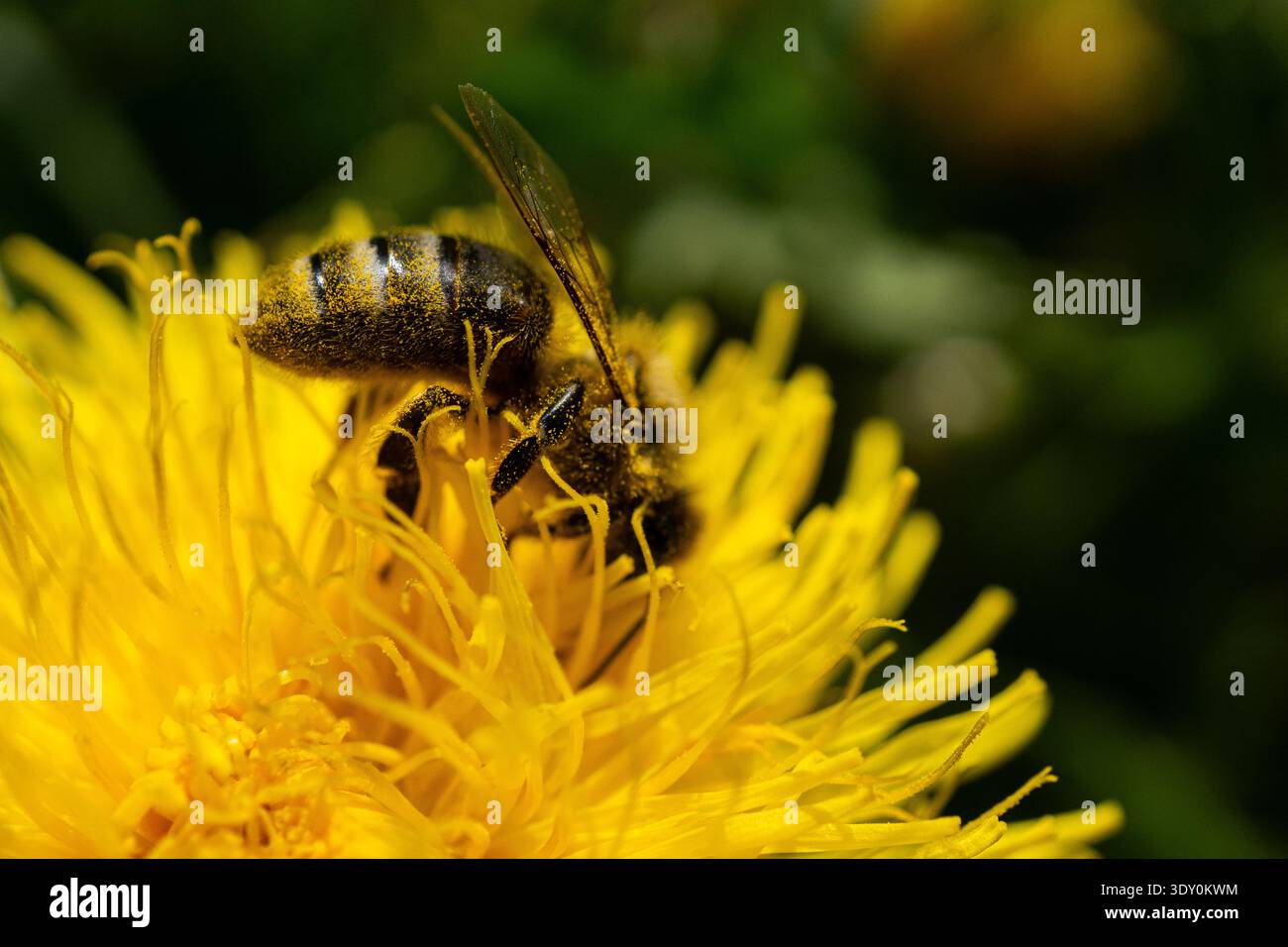 Makronaht einer mit Pollen bedeckten Biene, die Nektar einer hellgelben Löwenzahnblüte sammelt. Stockfoto