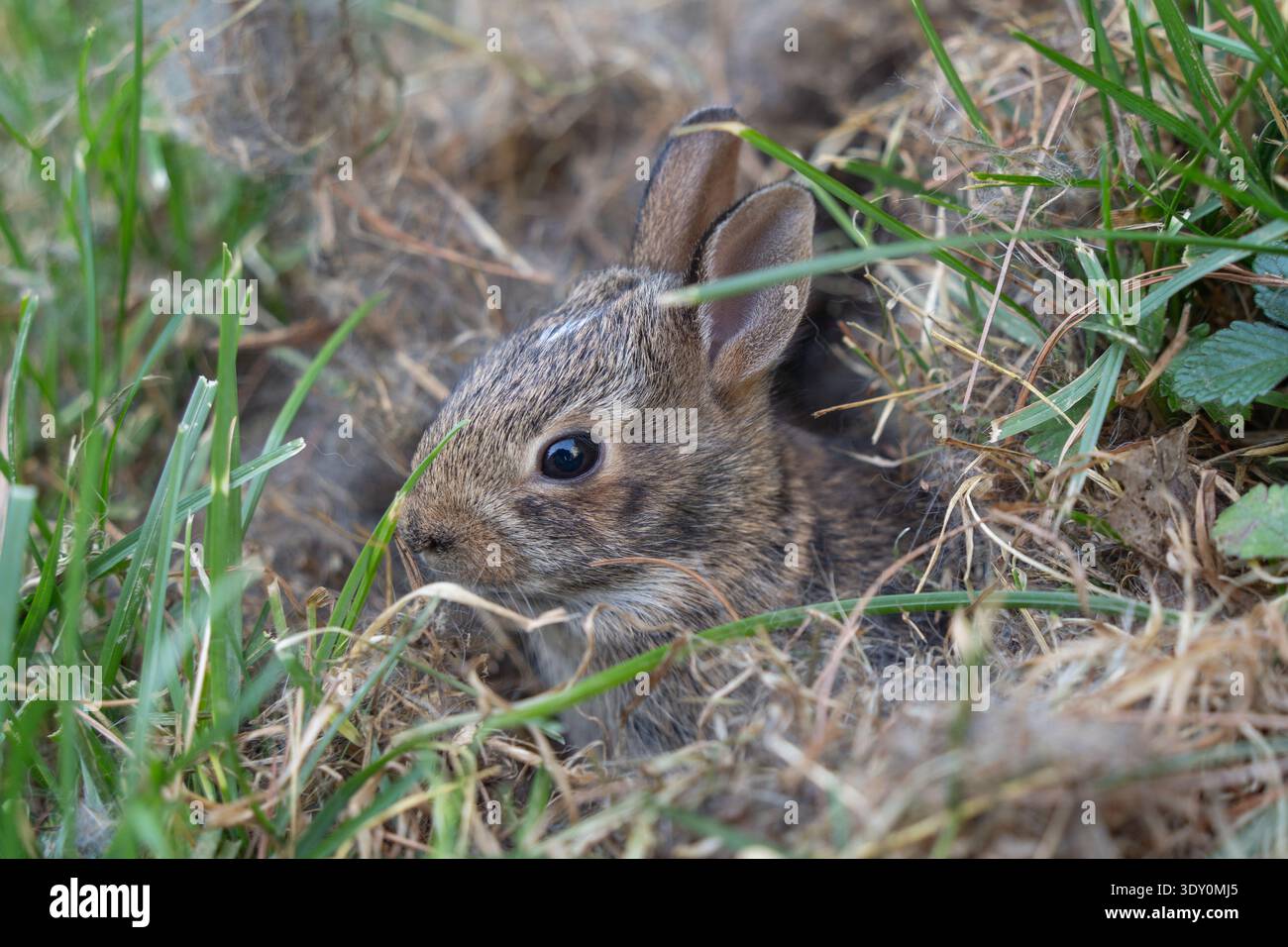 Östlicher Baumwollschwanz (Sylvilagus floridanus) im Nest. Stockfoto