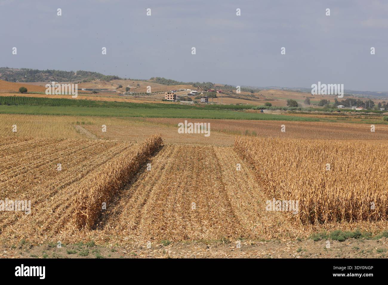Landschaft mit einem Maisfeld. Maisernte. Stockfoto