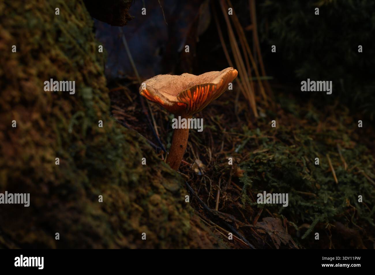 Mystischer leuchtender Pilz auf dem Waldboden Stockfoto