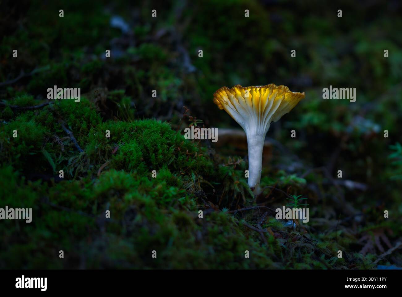 Magischer leuchtender Pilz auf dem Waldboden Stockfoto