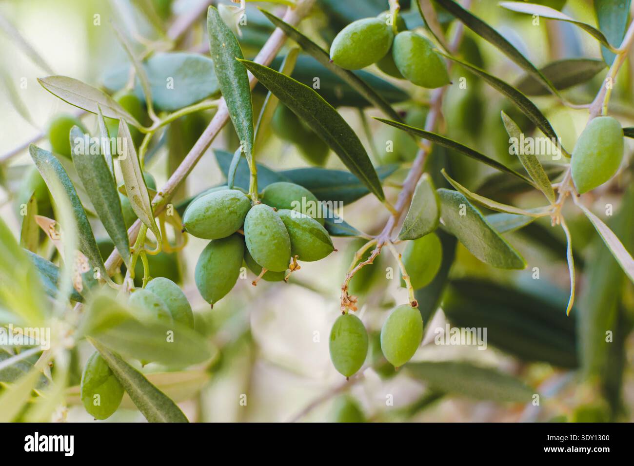 Gruppe unreifer grüner Oliven, die an Zweigen mit dünnen, silbrigen Blättern hängen. Stockfoto