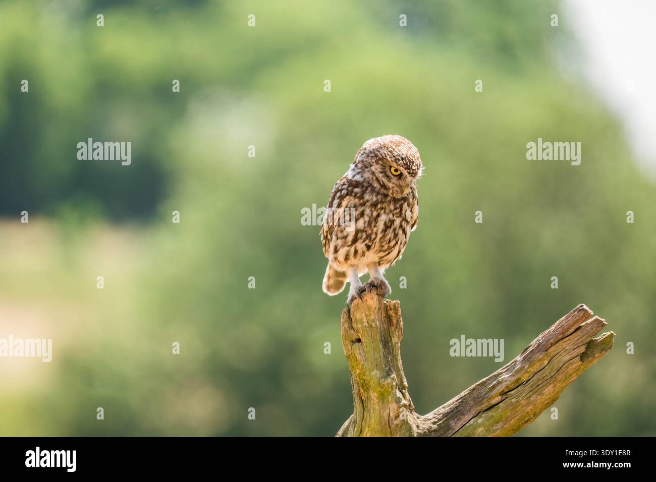 Erwachsene kleine Eule (Athene noctua) Barsch auf einem Pfosten. Worcestershire England Vereinigtes Königreich. Juli 2025 Stockfoto