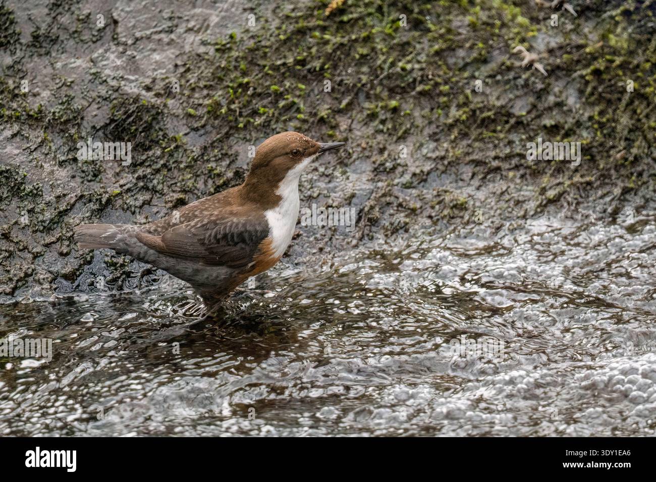 Löffel (Cinclus cinclus) auf moosbedeckten Felsen. Forest Farm Nature Reserve Cardiff Wales Vereinigtes Königreich. Februar 2026 Stockfoto