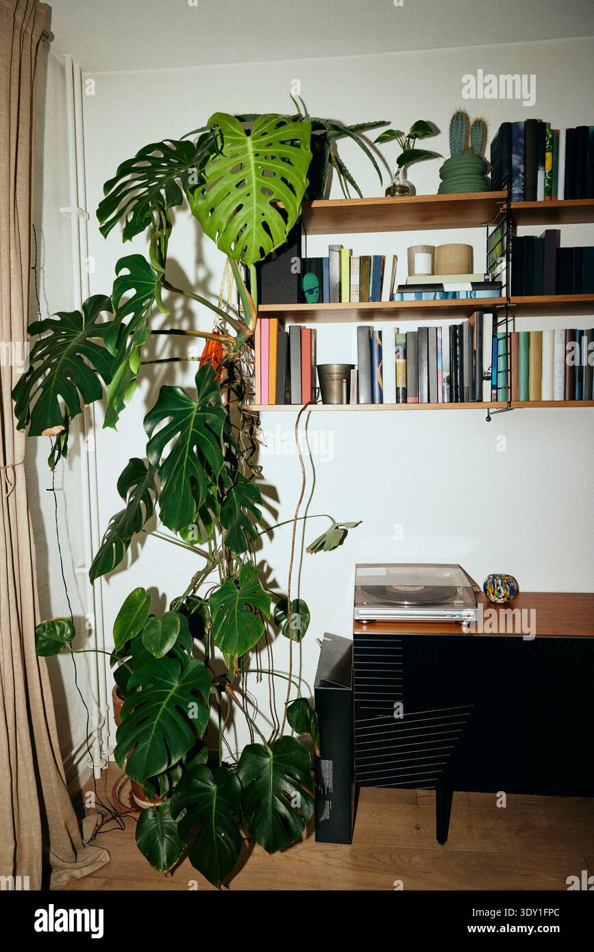 philodendron pink congo Philodendron Pink Congo – Okanoka