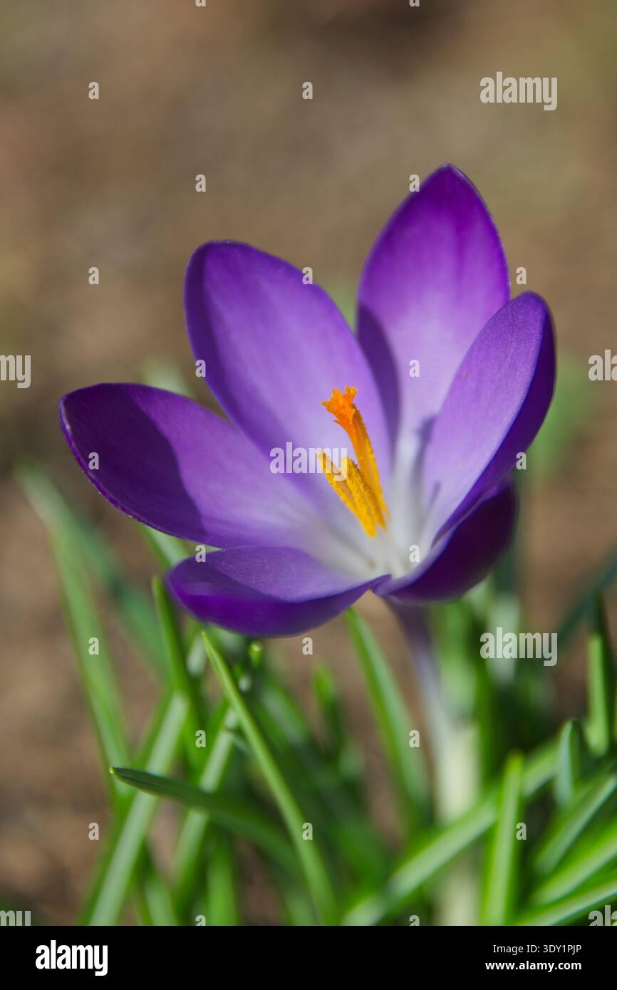 Extreme Nahaufnahme eines violetten Krokus mit gelben Staubblättern und zarter Blütenblattstruktur. Detailliertes botanisches Makro in einem Frühlingsgarten. Stockfoto