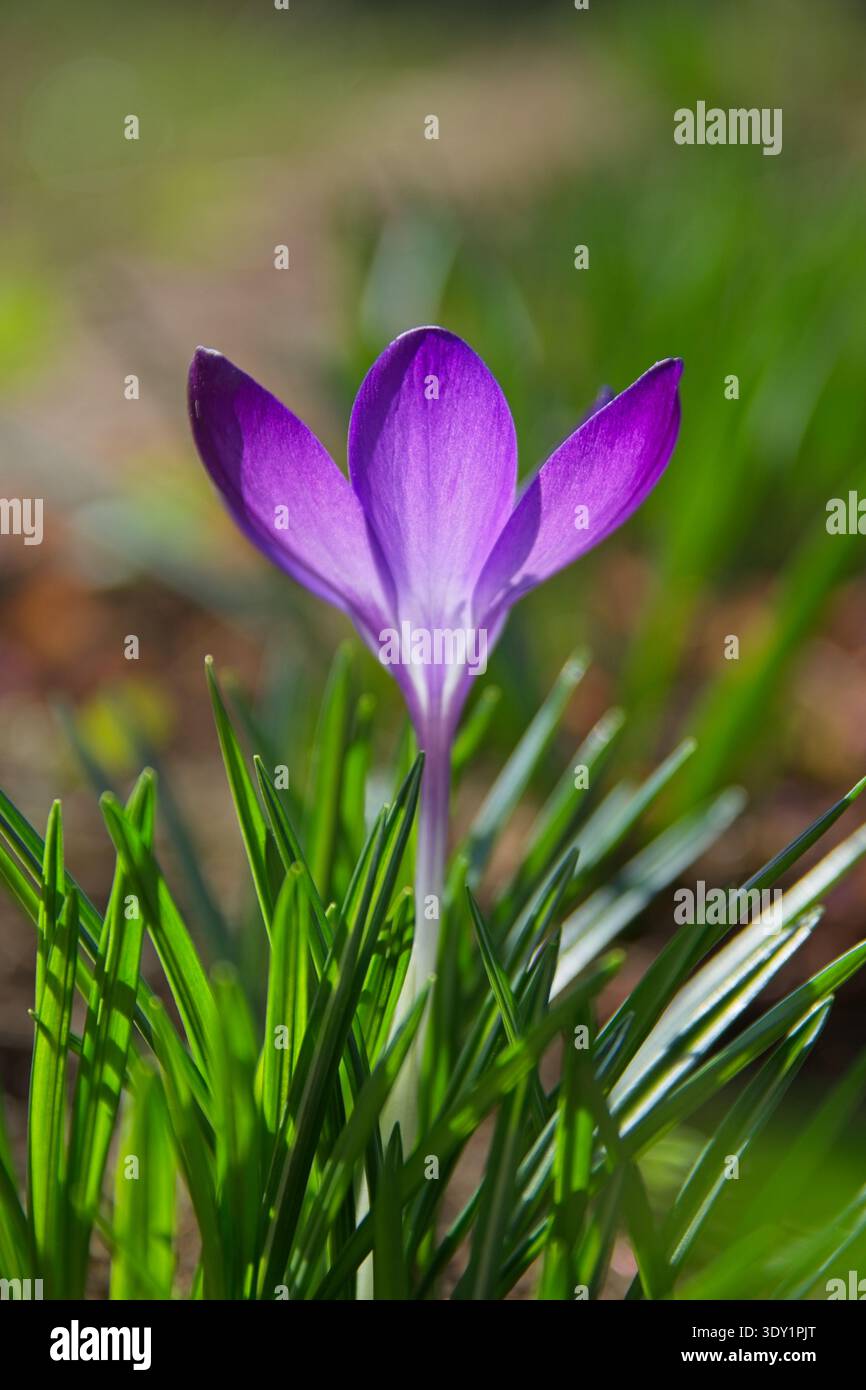 Elegante violette Krokusblüte, die hoch in einem Frühlingsgarten steht. Weicher Bokeh-Hintergrund mit lebendigem Tageslicht Stockfoto