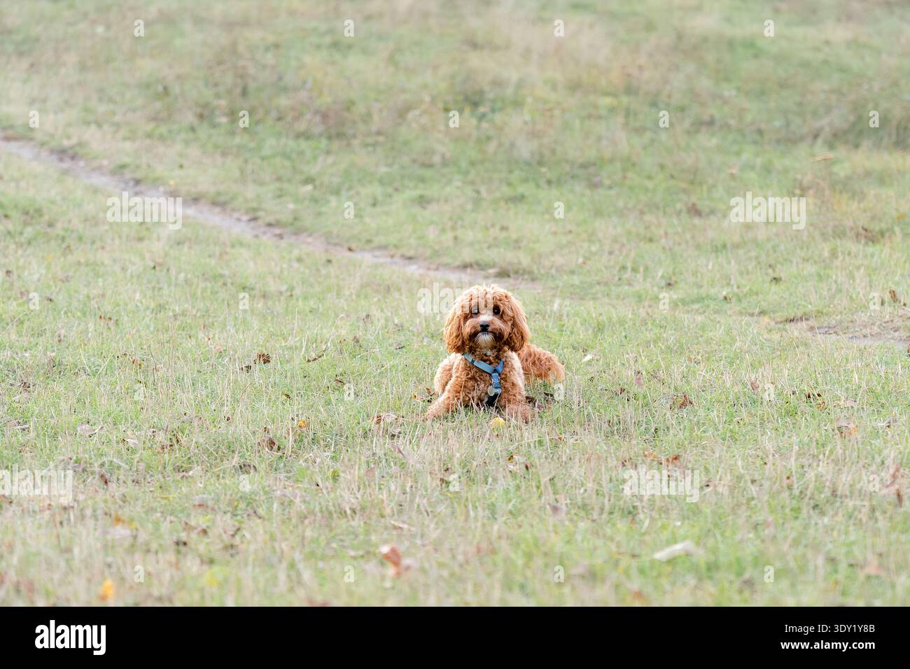 Junger roter Aprikosenpudel Maltipoo mit breitem neugierigem Blick, der im Herbstgras sitzt, blaues Gurtzeug sichtbar. Weiches Fell, ausdrucksstarke Augen, charmanter Look. Stockfoto