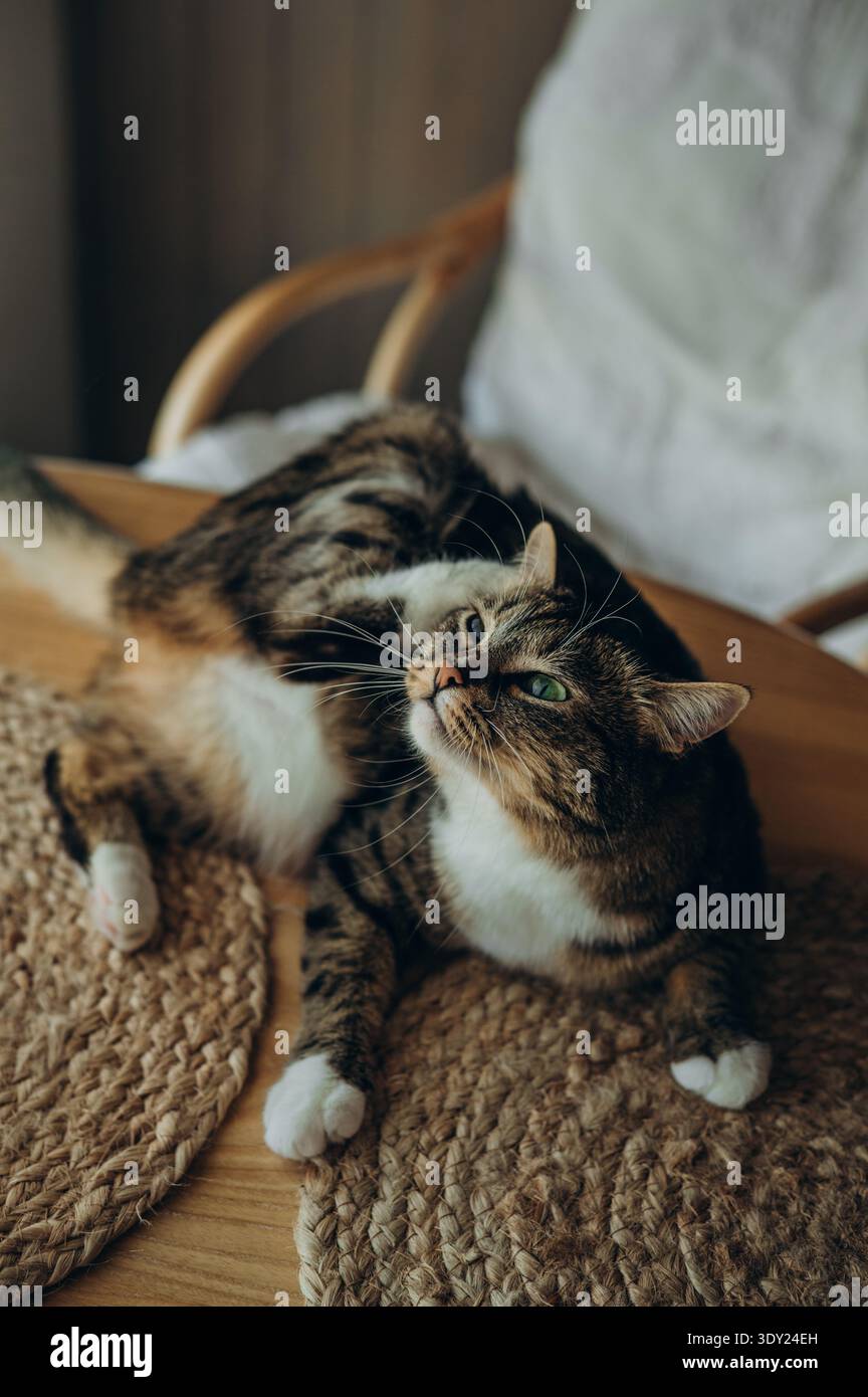 Eine Tabbykatze liegt auf dem Tisch und kratzt sich am Ohr Stockfoto
