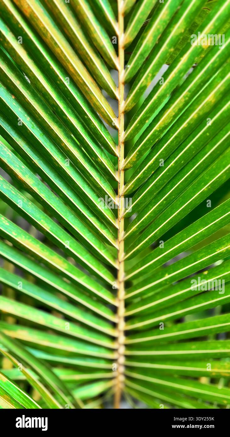 Palmblattsymmetrie indonesien tropisch - Smartphone-aufgenommenes Stockfoto