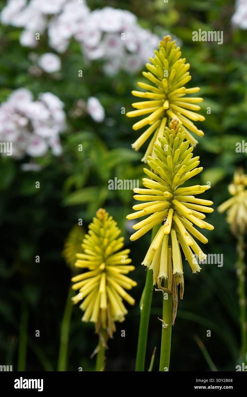 Leuchtend gelbe Wildblumen mit langen, dünnen Blütenblättern, die zwischen üppig grünem Laub in einer natürlichen Gartenumgebung blühen. Stockfoto