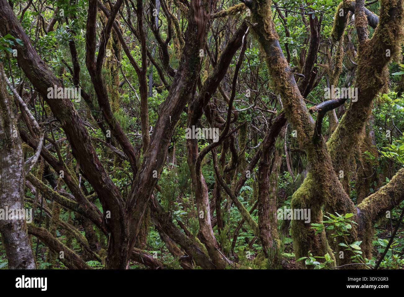 Lorbeerwald laurisilva mit moosbedeckten Bäumen im Anaga Rural Park Teneriffa Kanarische Inseln Spanien Stockfoto