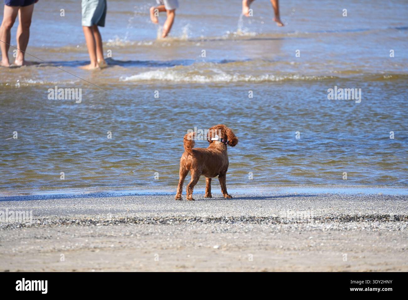 Ein goldener Cocker Spaniel Hündchen steht am Meer und schaut auf tosende Menschen. Hochwertige Fotos Stockfoto
