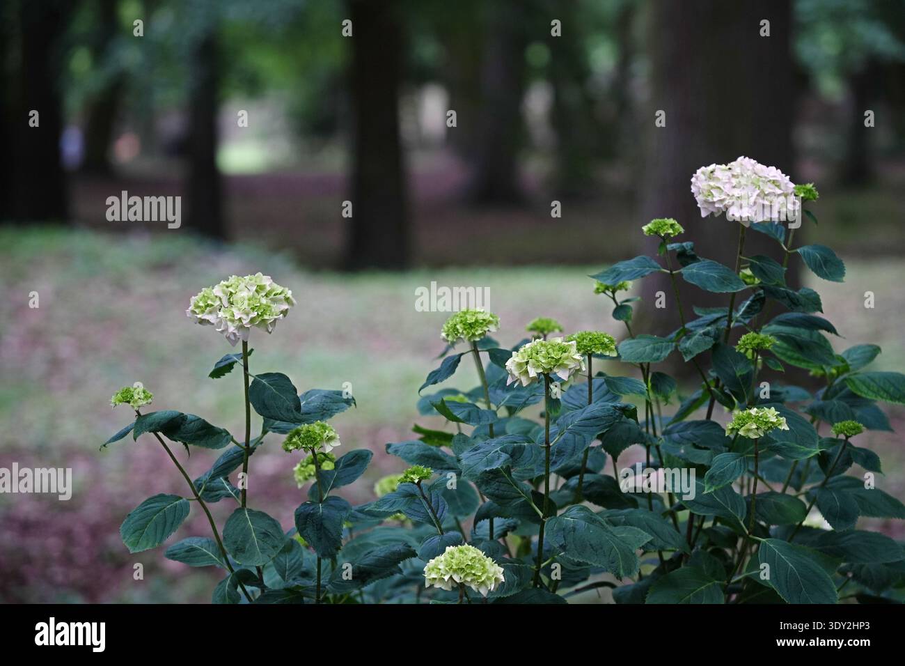 Ein Hortensie-Sträucher mit Blütenständen, die ihre Farbe von grünlich zu weiß ändern. Hochwertige Fotos Stockfoto