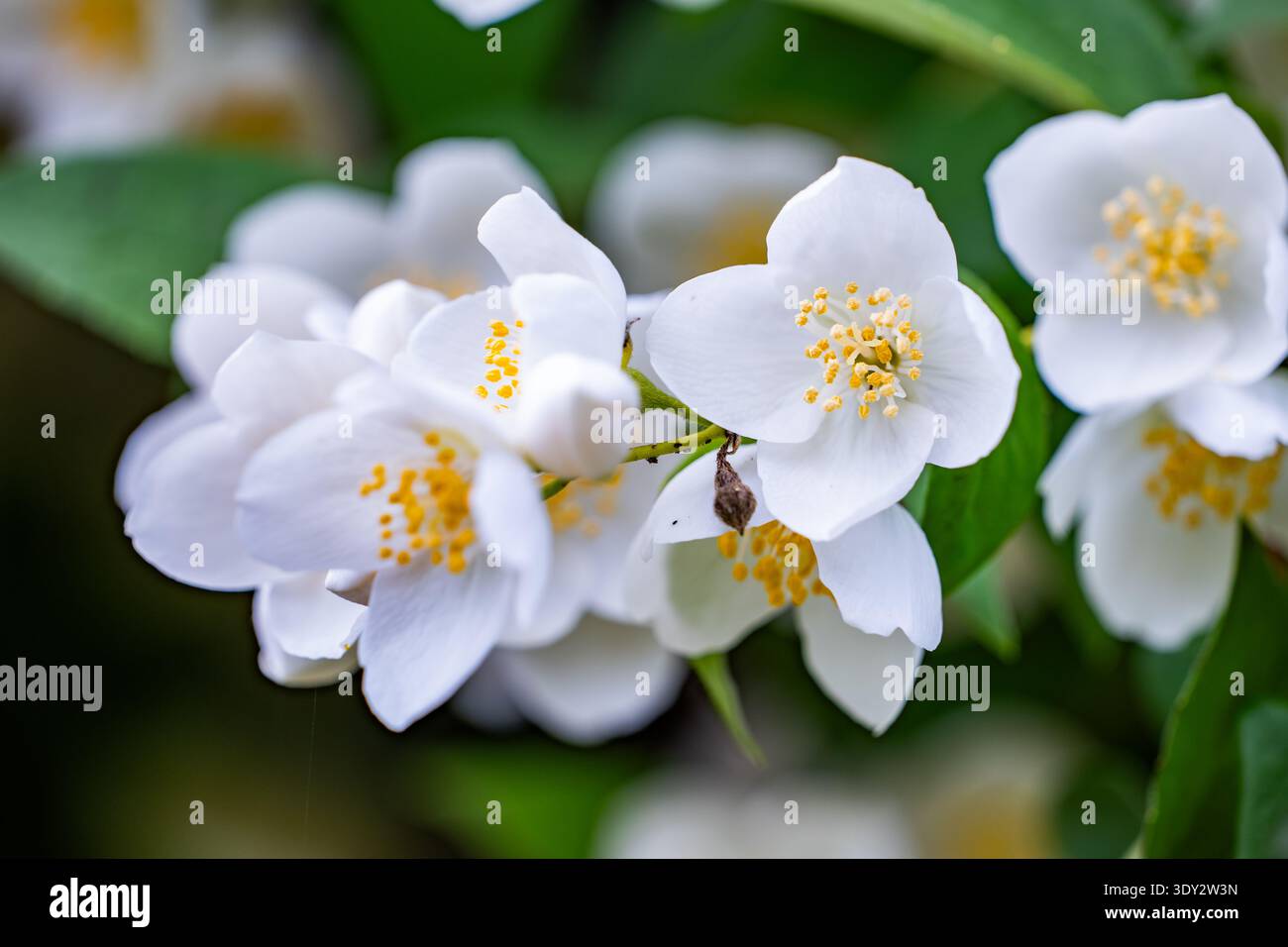 Süße, nachgeahmte orangene Blüten, die im Frühjahr weiße Blüten und gelbe Antheren zeigen Stockfoto