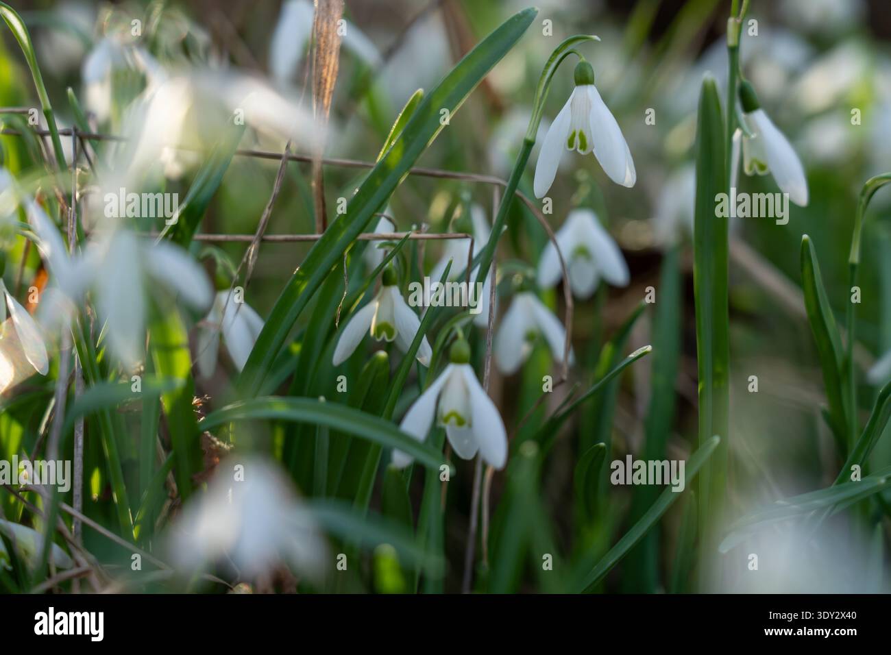 Eine vertikal orientierte Gruppe von Schneeglöckchen mit Fokus auf aufrechte Stiele und frische grüne Blätter. Stockfoto