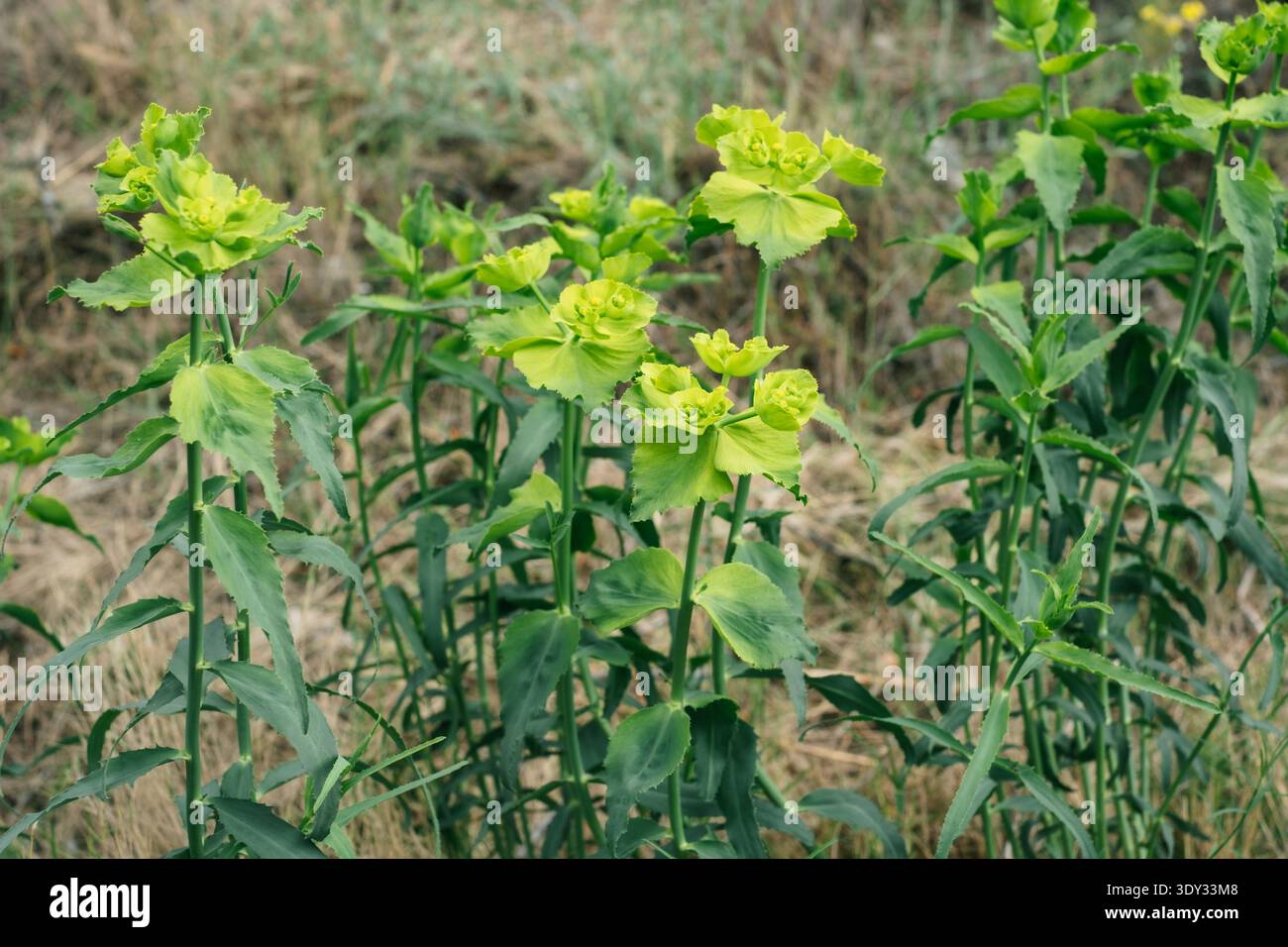 Leuchtend grüne Sprüchpflanzen blühen in natürlichen Lebensräumen im Freien. Stockfoto