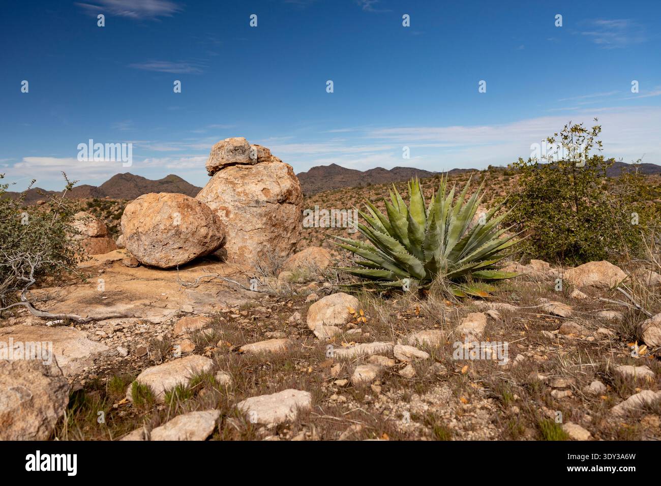 Arizona, USA – Agave-Pflanze und raues Wüstengelände östlich von Superior mit Bergen im Hintergrund Stockfoto