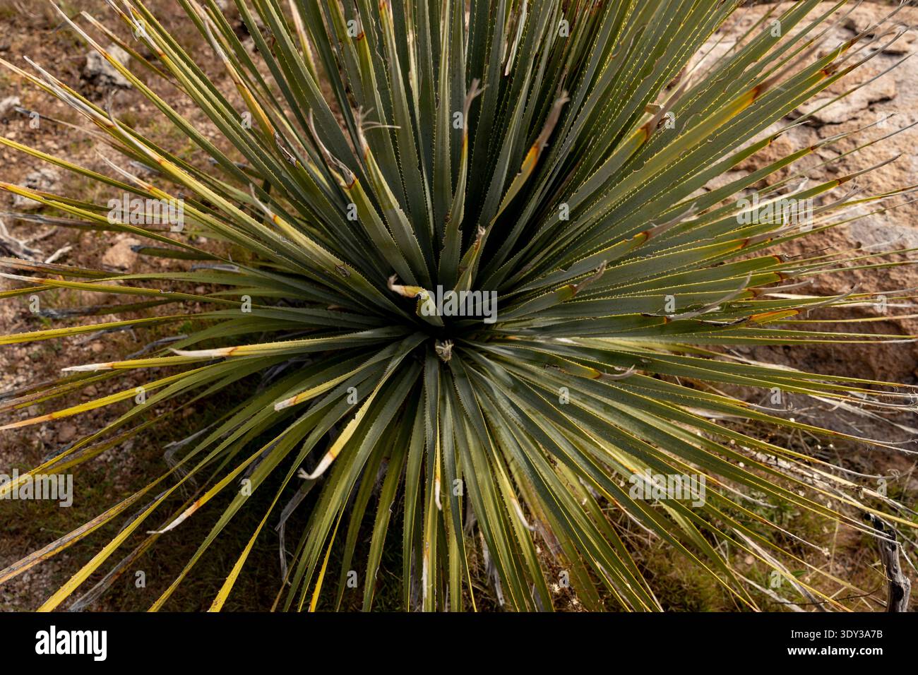 Blick hinunter auf die Blätter einer Desert Spoon Pflanze in Arizona, USA Wüste Stockfoto