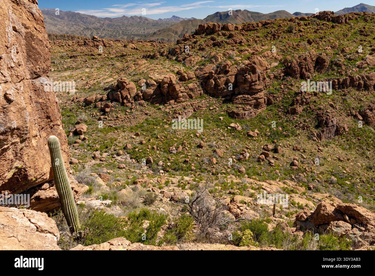 Arizona, USA – Saguaro-Kaktus und Felsformationen im rauen Wüstengebiet östlich von Superior Stockfoto