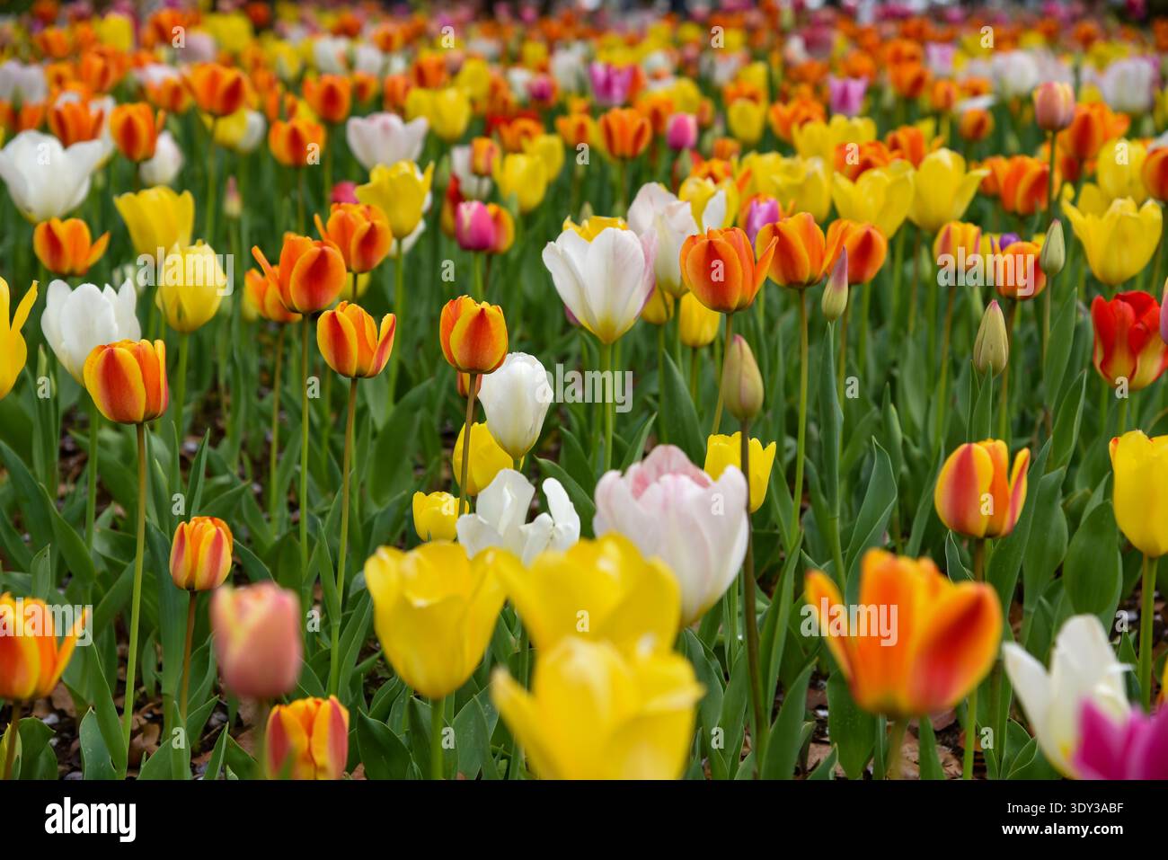 Dichte Reihen aus orangefarbenen, gelben, weißen und rosa Tulpen füllen den Rahmen in einem hellen japanischen Frühlingsblumengarten. Stockfoto