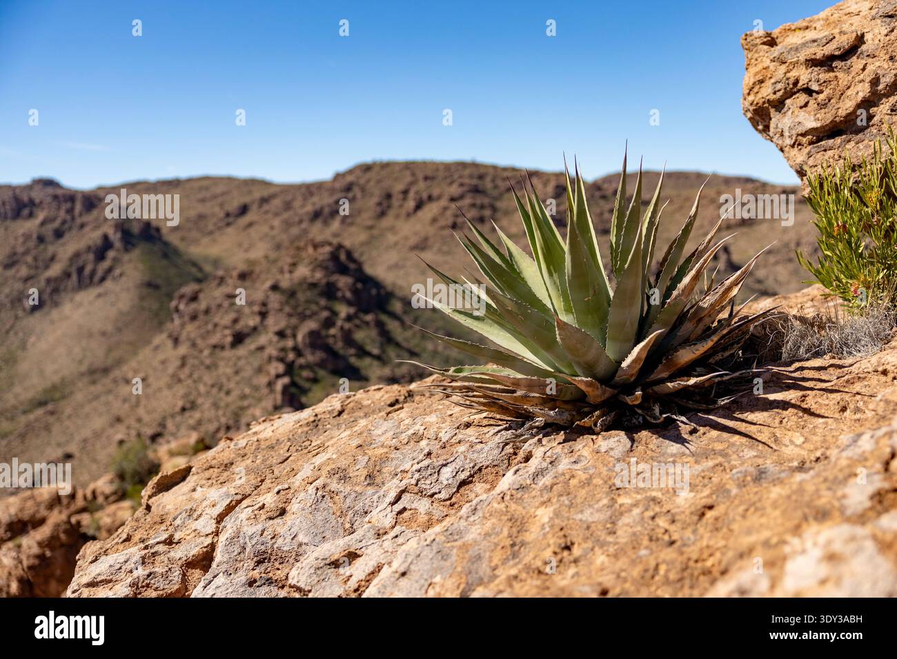 Agavenpflanze auf einem felsigen Kamm in Arizona, USA, östlich von Superior Stockfoto