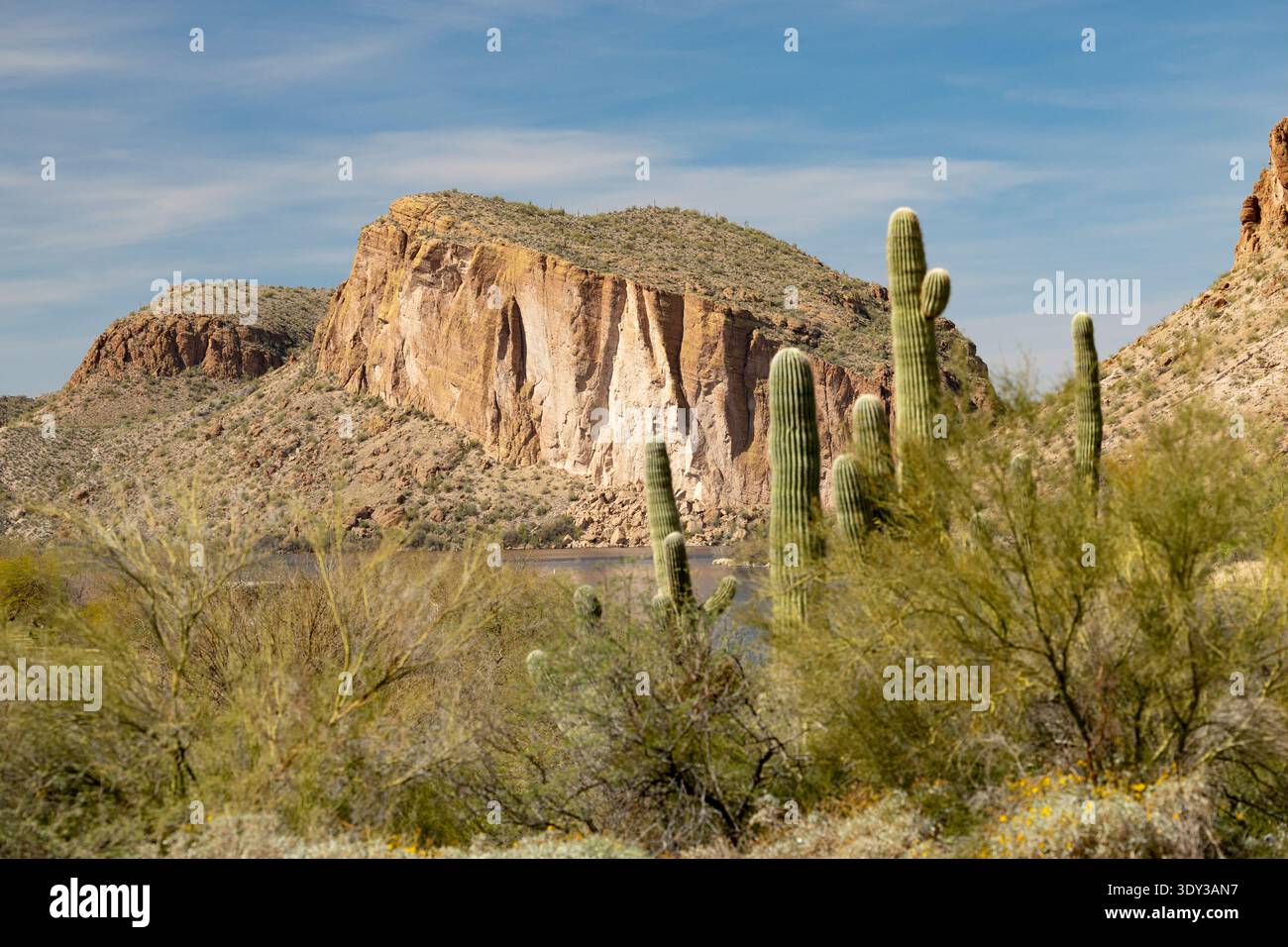 Canyon Lake, AZ, USA – Satchin Cliff mit Saguaro-Kakteen im Vordergrund Stockfoto