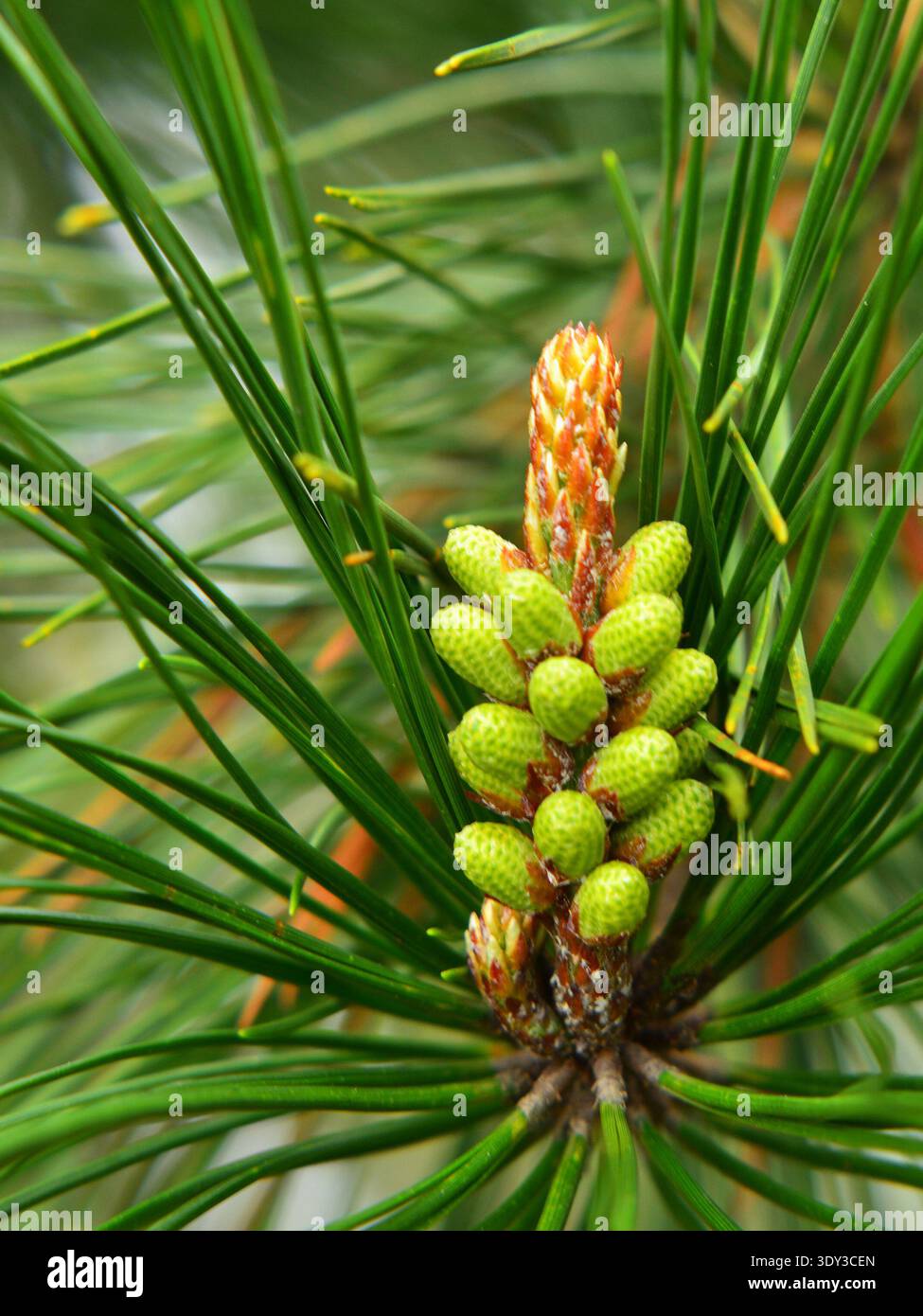 Tannentriebe im Frühjahr, an einigen Stellen, für medizinische Zwecke. Stockfoto