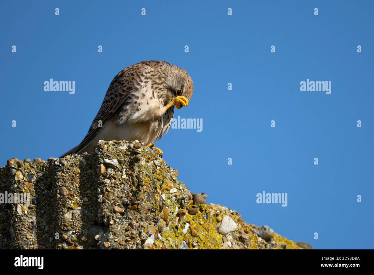 Kestrel stellt sich vor Stockfoto