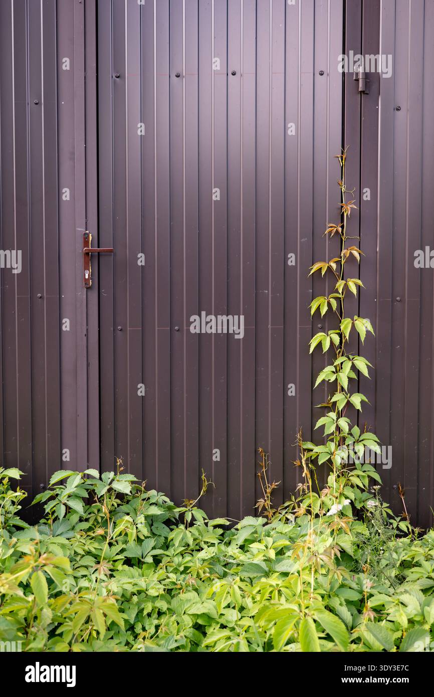 Grüne Kletterpflanze wächst über einem dunkelbraunen gewellten Metallzaun und einer Tür Stockfoto