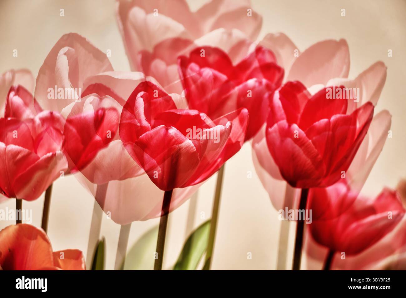 Eine künstlerische und ätherische Mehrfachbelichtung von leuchtenden roten und rosa Tulpen, die ein weiches, traumhaftes und sich überschneidendes Blumenmuster mit einem g erzeugen Stockfoto