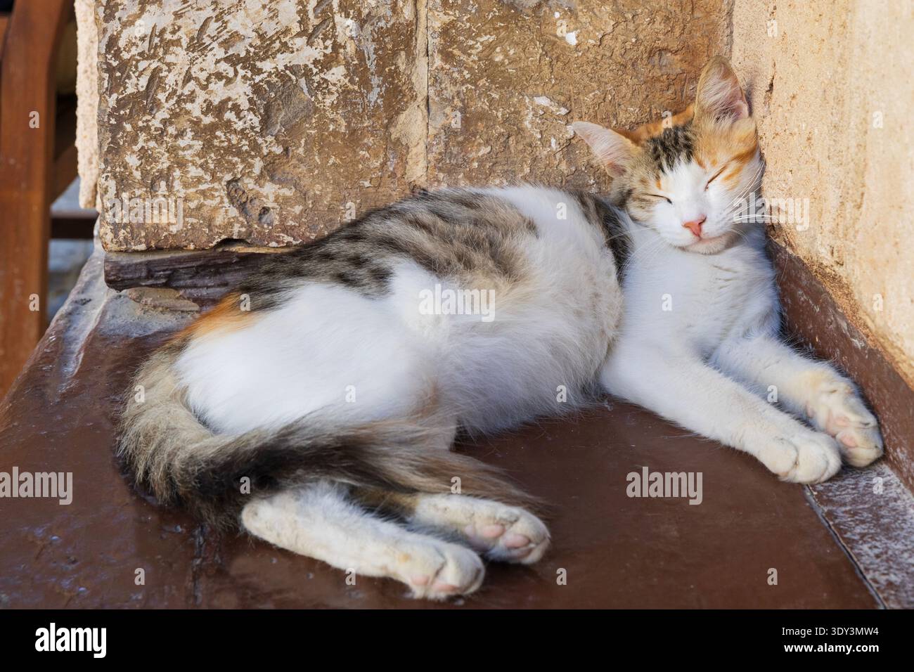 Eine niedliche Katze, die am Haupteingang des Nasseef House (1881) in Al Balad (Old Dschiddah), Saudi-Arabien, ein Nickerchen macht Stockfoto