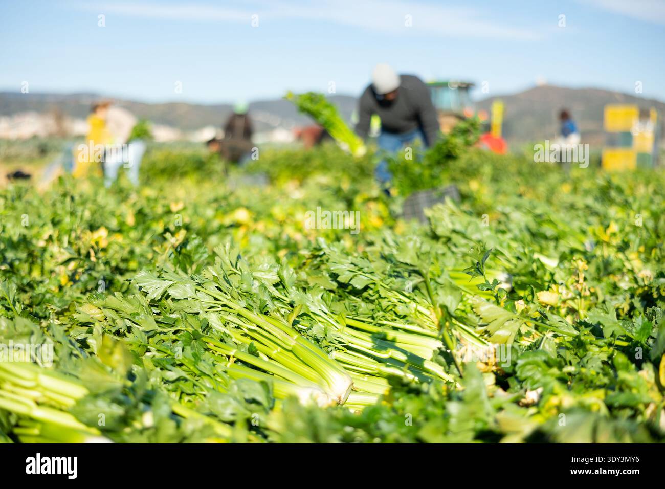 Fülle von geerntetem Sellerie auf Gemüseplantage Stockfoto