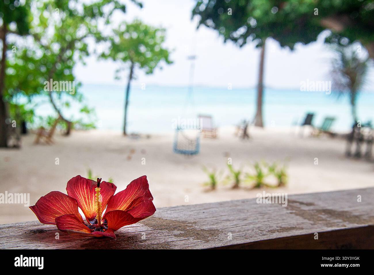 Red Hibiscus Selective Focus Malediven Beach Stockfoto