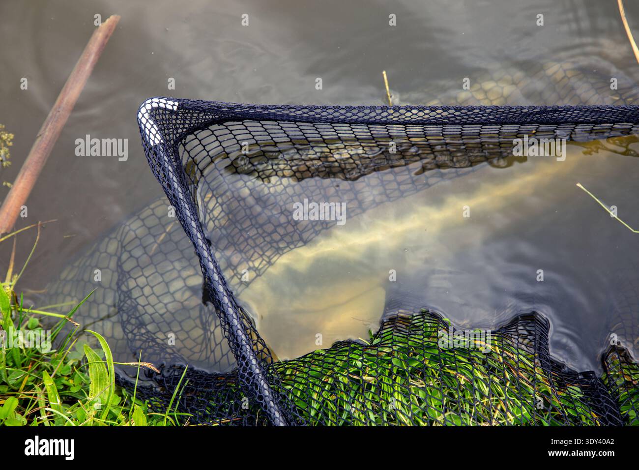 Nahaufnahme eines Störs in einem Landenetz am Rand eines Süßwasserkörpers. Das Bild zeigt den Moment des Fangens und der Handhabung des Fisches Stockfoto