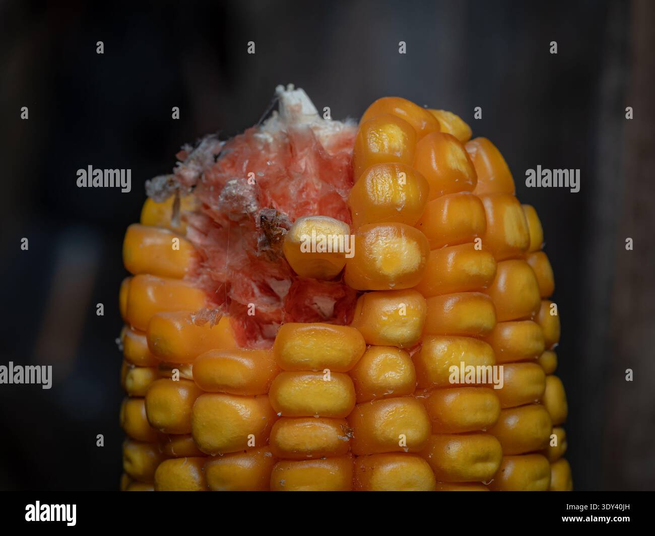 Nahaufnahme eines teilweise gefressenen Maisohrs, das Insekten- oder Tierschäden zeigt und Ernteverluste und landwirtschaftliche Herausforderungen symbolisiert Stockfoto