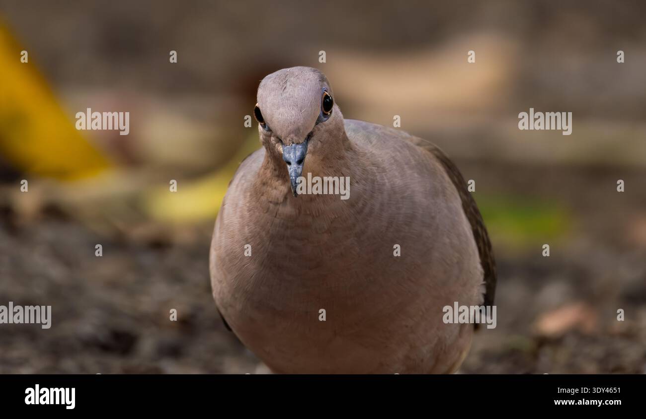 Eine weiße Taube, die den Boden für Nahrung plündert. Stockfoto