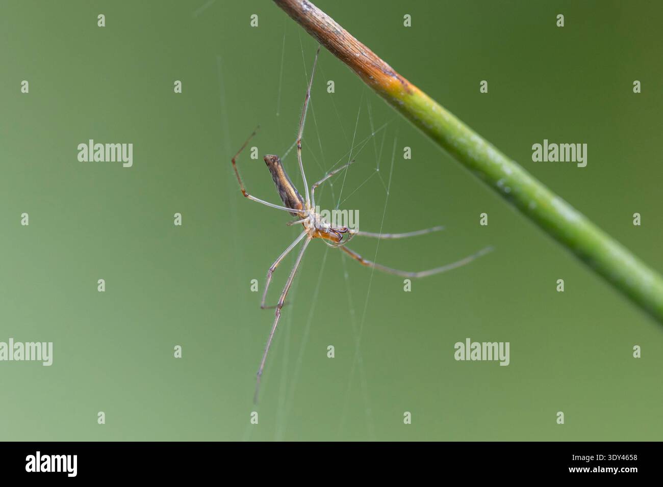 Langbacke-Kugelwebspinne im Web Stockfoto