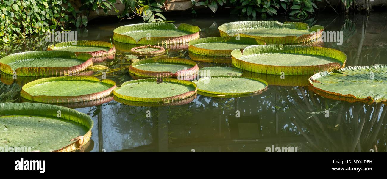 Die Blätter der Victoria cruziana (Santa Cruz Seerose), die in einem Gartenteich schwimmen. Guangzhou, China. Stockfoto