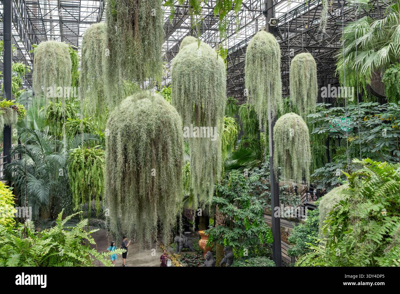 Große Körbe aus spanischem Moos hängen von der Decke des Gewächshauses „Garden in the Sky“ im tropischen botanischen Garten Nong Nooch, Thailand. Stockfoto