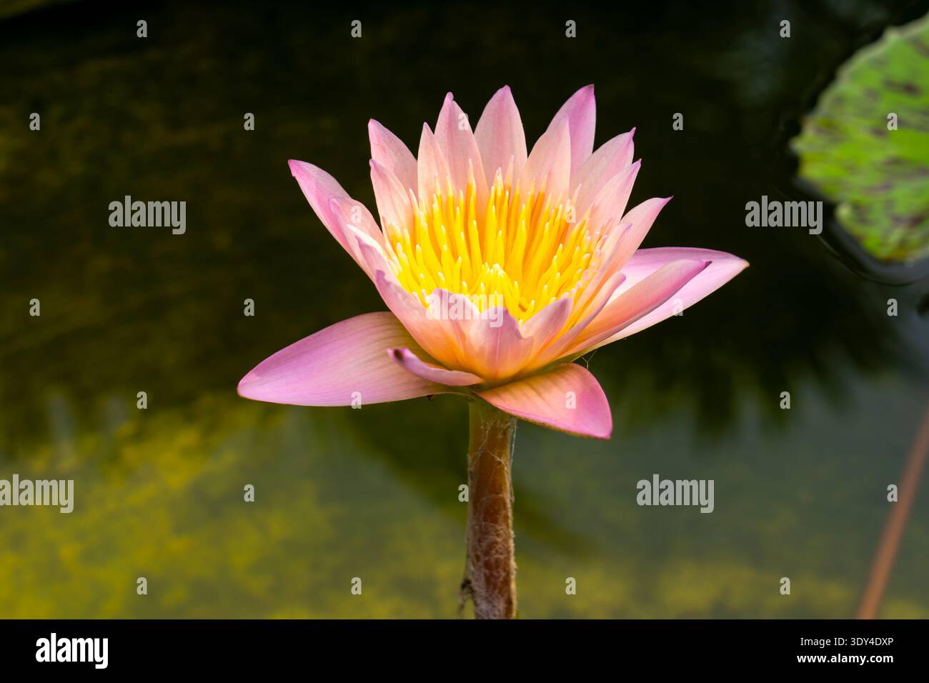 Nymphaea’Orange’ Wasserlilienblüte. Thailand Stockfoto