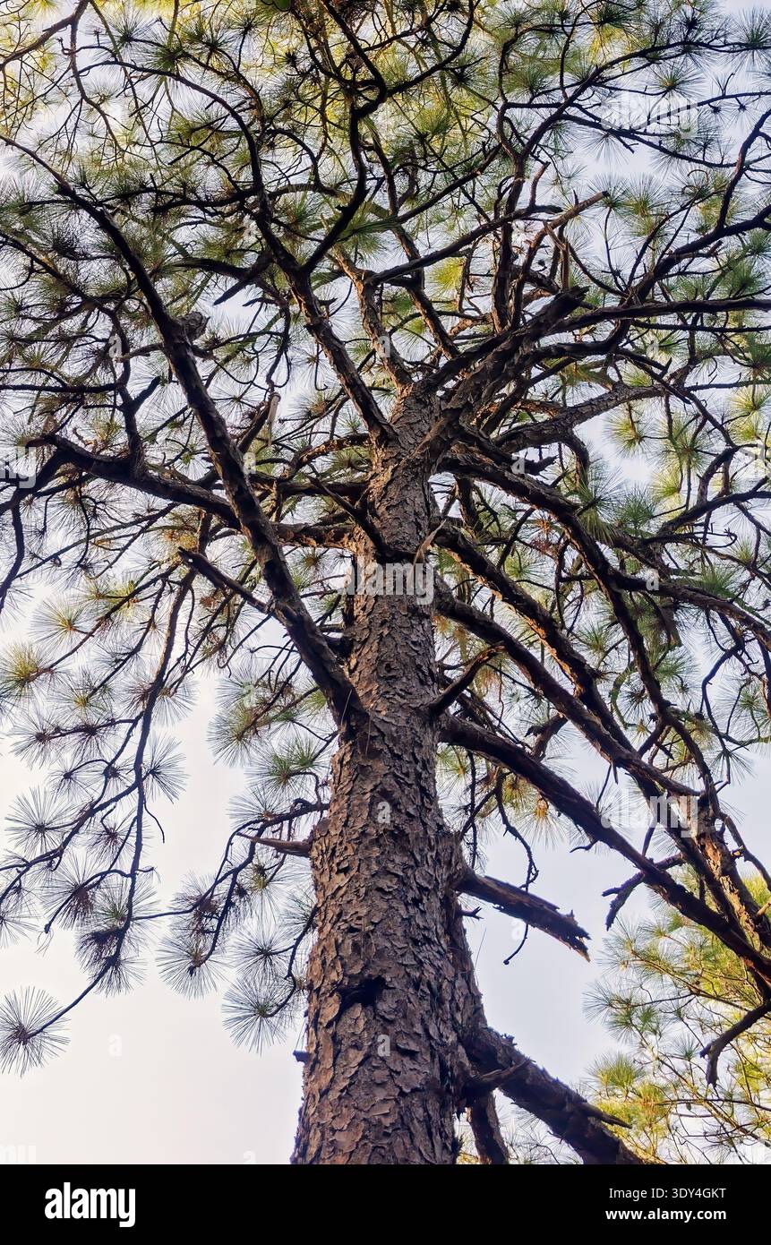 Eine langblättrige Kiefer (Pinus palustris) ist von unten am 4. März 2026 auf Dauphin Island, Alabama, abgebildet. Stockfoto