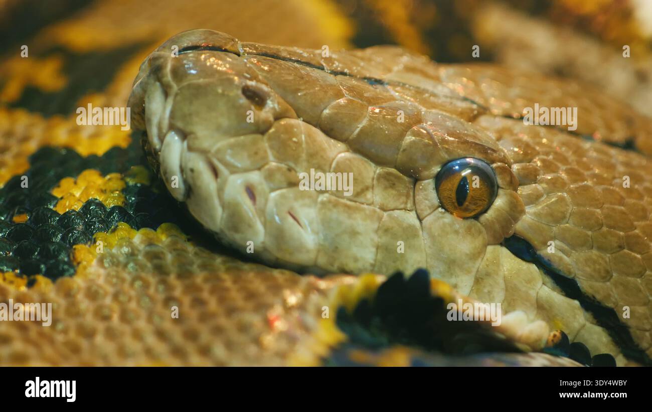 Nahaufnahme des Kopfes von Asiens riesiger vernetzter Python Stockfoto