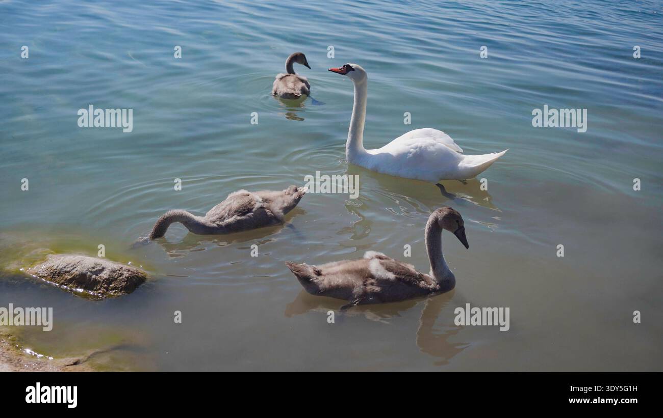 Weiße Schwäne schwimmen mit Zygneten auf dem blauen See, um die Tierwelt zu pflegen und Familienverbundenheit zu pflegen Stockfoto