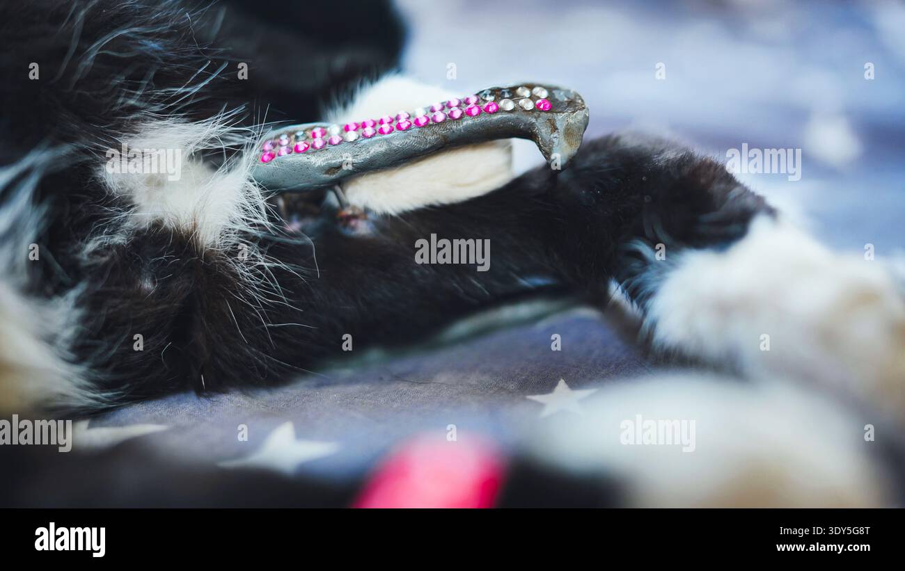 Tierärztliche Versorgung der Katze zur chirurgischen Knochenbruchbehandlung mit Fixateur externes Stockfoto