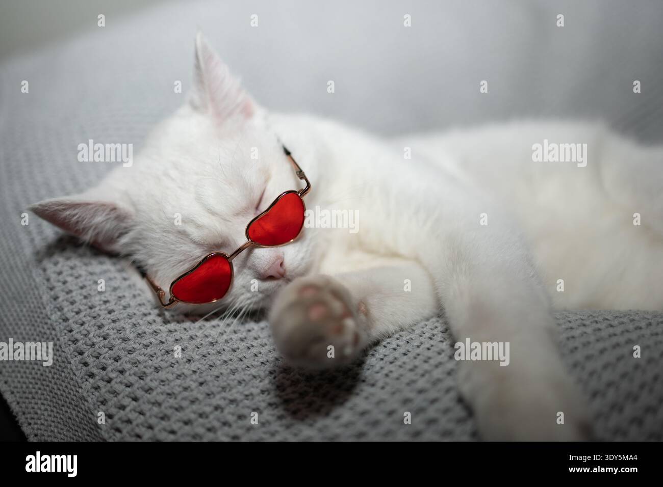 Ein wunderschönes weißes Kätzchen mit modischer Sonnenbrille in roter Herzform schläft so bequem und wartet auf den Valentinstag. Stockfoto