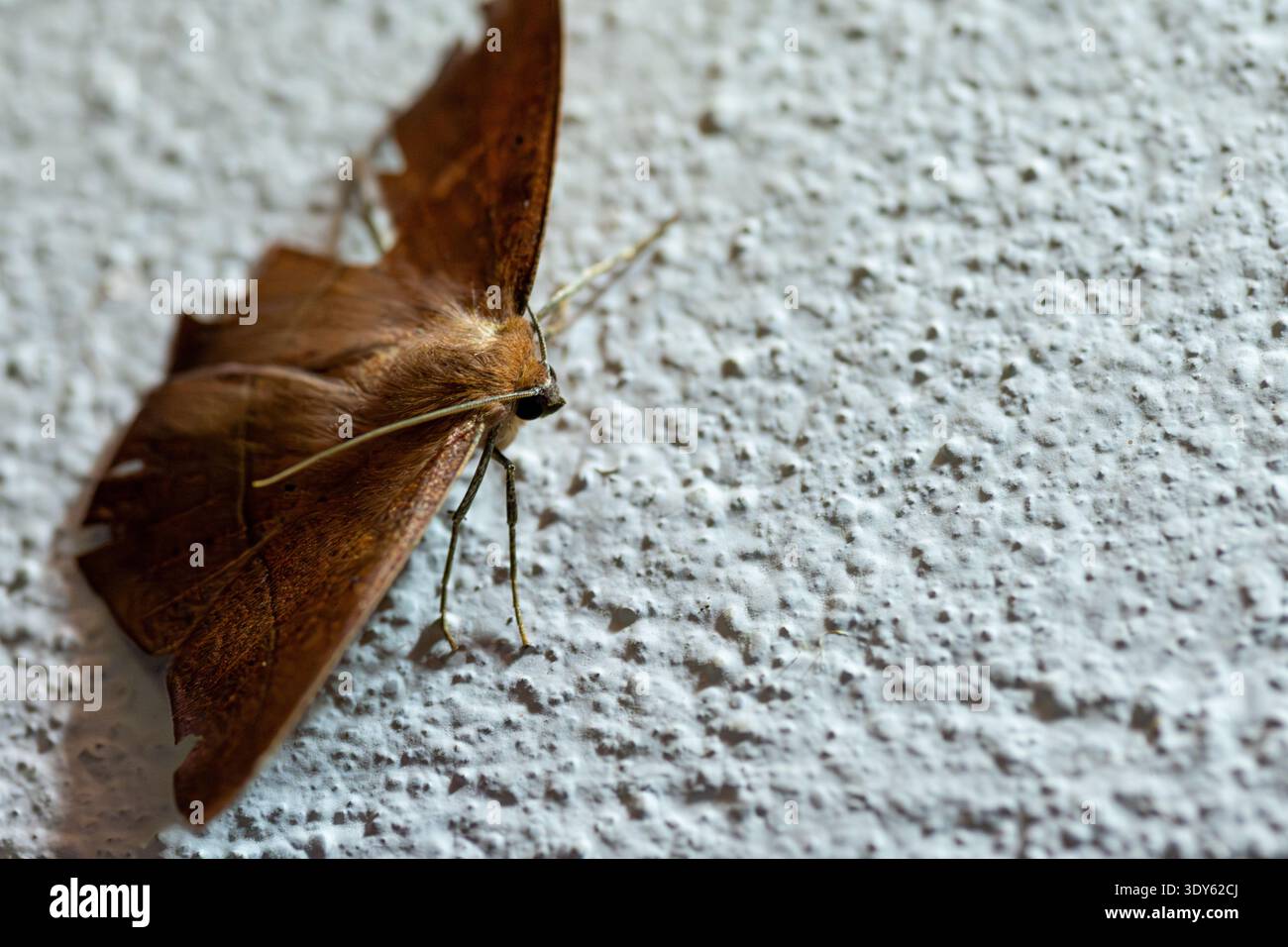Nahaufnahme Braune Motte Auf Strukturierter Weißer Wand Stockfoto