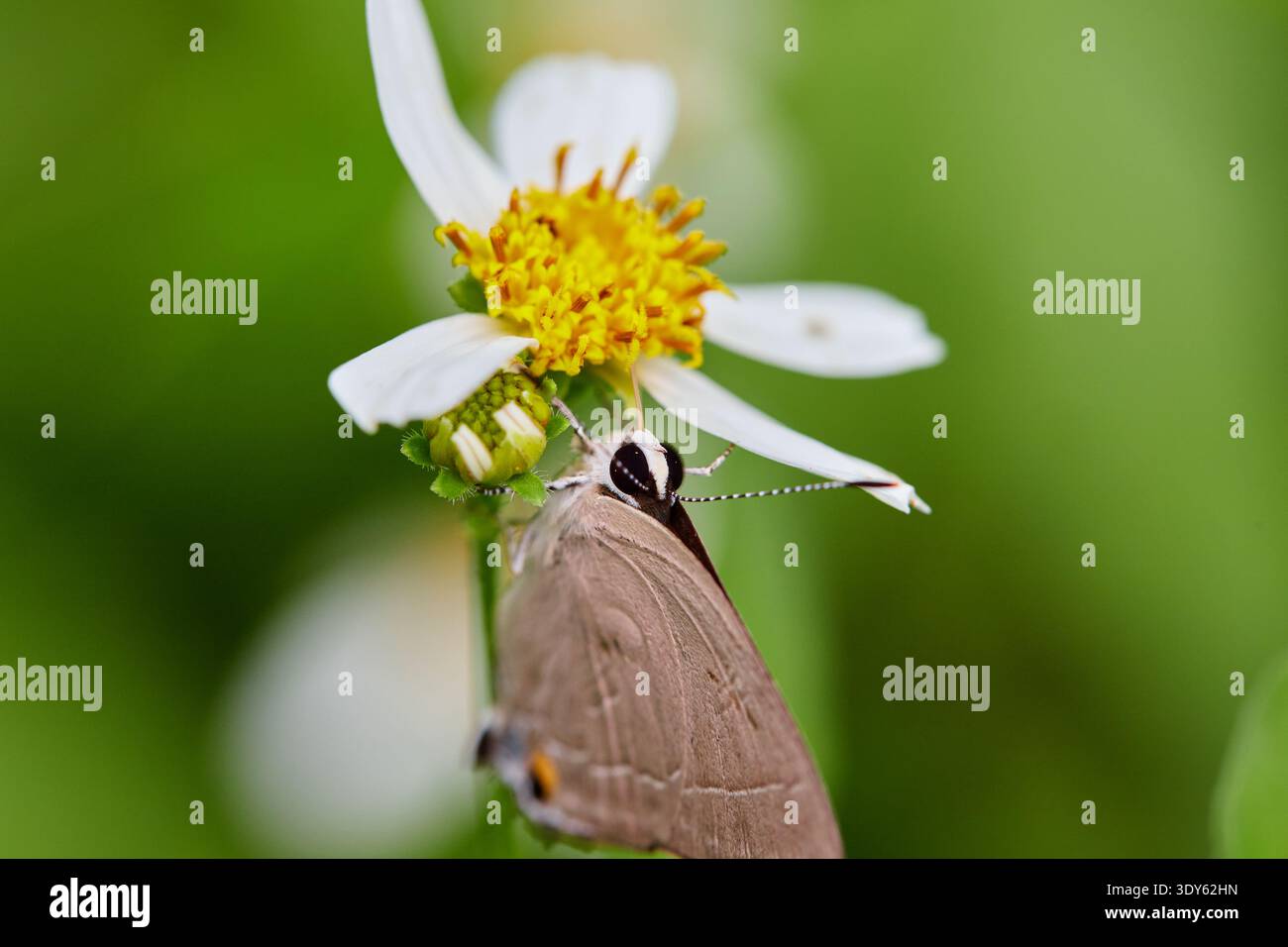 Nahaufnahme der bestäubenden Schmetterling auf Blume Stockfoto