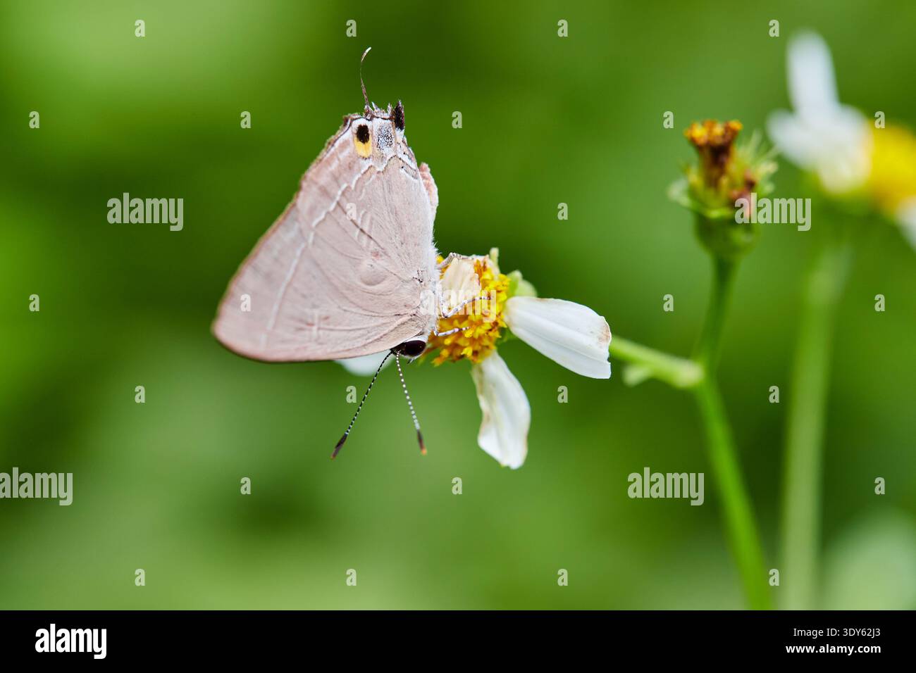 Nahaufnahme des Schmetterlings, der auf der Blume thront Stockfoto